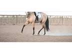 Andalusianquarter horse Gelding