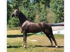 lesson & trail horse