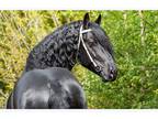 Friesian Stallion