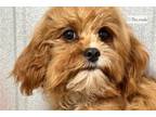 Cavapoo Puppy for sale in Unknown, , USA