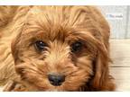 Cavapoo Puppy for sale in Unknown, , USA