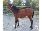 Gorgeous Weanling Molly Mule