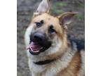 Adopt Godfrey a Tan/Yellow/Fawn - with Black German Shepherd Dog / Mixed dog in