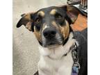 Adopt Feisty JuM a Black Foxhound / Beagle / Mixed dog in North Little Rock