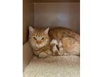 Adopt Pixar a Orange or Red Domestic Shorthair / Domestic Shorthair / Mixed cat
