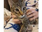 Adopt Waffles a Brown Tabby Domestic Shorthair (short coat) cat in Columbus