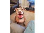 Adopt Princess a Brown/Chocolate - with White American Staffordshire Terrier /