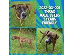 Adopt 2022-03-001 *Thrax* a American Pit Bull Terrier / Mixed dog in Winder