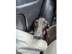 Adopt Betsey a Great Dane