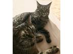 Adopt Crystal Lucy and Crystal Susie a Domestic Short Hair, Tabby