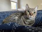 Adopt IDA a Brown Tabby Domestic Shorthair / Mixed (short coat) cat in