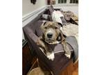 Adopt Rosie a Pit Bull Terrier, Boxer