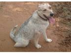 Adopt Mya a Australian Shepherd, Australian Cattle Dog / Blue Heeler