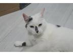 Adopt Sparkle a American Shorthair, Tuxedo