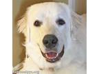 Adopt Simon in MD - A Smart Cookie! a Great Pyrenees