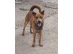 Adopt Clifford in TEXAS a Chow Chow, Mixed Breed