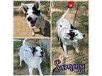 Sammy - forever foster Australian Shepherd Senior Female