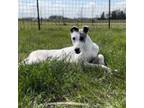 Whippet Puppy for sale in Windom, TX, USA