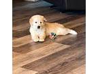 Golden Retriever Puppy for sale in Nashville, TN, USA