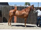 2014 Azteca mare under saddle