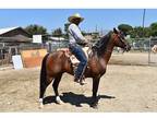 LUCERO Bay Azteca Gelding