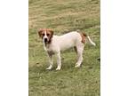 Adopt Delilah a White - with Brown or Chocolate Hound (Unknown Type) / Mixed dog