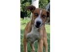 Adopt Frankie a Italian Greyhound, Hound