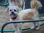 Adopt Parker a Tan/Yellow/Fawn - with White Shih Tzu / Mixed dog in East Meadow