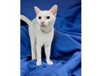 Adopt Cloudy a White American Shorthair (short coat) cat in Newmarket