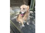 Adopt Luna a Tan/Yellow/Fawn Golden Retriever / Mixed dog in Wilson
