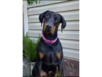 Adopt Gunter a Black - with Tan, Yellow or Fawn Doberman Pinscher / Mixed dog in