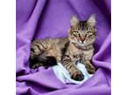 Adopt Morticia a Tortoiseshell Maine Coon (medium coat) cat in Newmarket