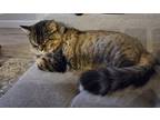 Adopt Gus a Tiger Striped Maine Coon (long coat) cat in Blanchard, OK (39133778)