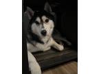 Adopt Seppala a Black - with White Husky / Mixed dog in Killeen, TX (39192431)