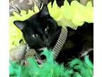 Adopt Karol Kitty a All Black Domestic Shorthair / Mixed (short coat) cat in