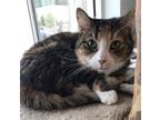 Adopt Esther a Calico or Dilute Calico Calico / Mixed (short coat) cat in