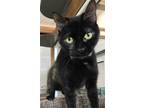 Adopt Gabby a Tortoiseshell Domestic Shorthair / Mixed (short coat) cat in