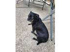 Adopt Muggsy a Black Pug / Mixed dog in Holt, MI (39191465)
