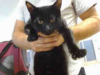 Adopt BART a All Black Bombay / Mixed (short coat) cat in Doral, FL (33187771)