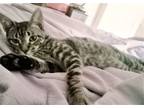 Adopt ELI a Brown Tabby Domestic Shorthair / Mixed (short coat) cat in