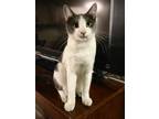 Adopt FRANKIE - Offered by Owner - Young male a White (Mostly) Domestic