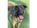 Adopt Venti a Belgian Malinois / Mixed dog in Oceanside, CA (39175767)