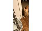 Adopt MITTENS a Orange or Red Tabby Tabby (short coat) cat in Roselle