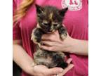 Adopt Abigail a Tortoiseshell Domestic Mediumhair / Mixed cat in Midland