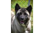 Adopt Teagan a Akita / Mixed dog in Silver Spring, MD (39192297)