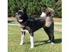 Adopt Akai a Akita / Mixed dog in Silver Spring, MD (39192296)
