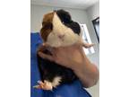 Adopt Tulip a Guinea Pig small animal in Houston, TX (39192294)