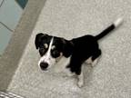 Adopt Donna Tella a Siberian Husky / Jack Russell Terrier / Mixed dog in