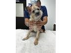 Adopt Duke a Dachshund / Mixed dog in Houston, TX (39192286)