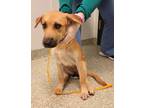 Adopt Sandy a German Shepherd Dog / Mixed dog in Houston, TX (39192280)